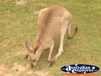 Australia Zoo Kangaroo Grazing . . . CLICK TO ENLARGE