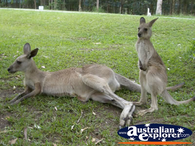 Two Australia Zoo Kangaroos . . . CLICK TO VIEW ALL KANGAROOS POSTCARDS