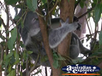 Australia Zoo Koala Close Up . . . CLICK TO ENLARGE