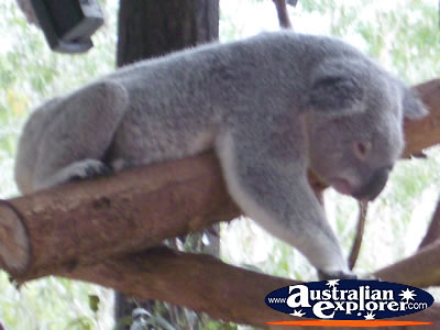 Australia Zoo Koala in Tree . . . CLICK TO VIEW ALL KOALAS POSTCARDS