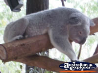 Australia Zoo Koala in Tree . . . CLICK TO ENLARGE