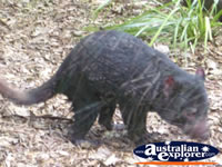 Australia Zoo Tasmanian Devil Eating . . . CLICK TO ENLARGE