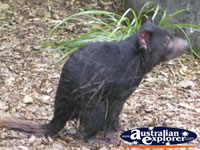 Australia Zoo Tasmanian Devil Sitting . . . CLICK TO ENLARGE