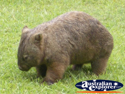 Australia Zoo Wombat . . . CLICK TO VIEW ALL WOMBATS POSTCARDS