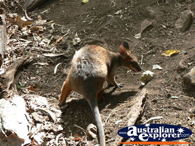 Small Baby Wallaby . . . CLICK TO VIEW ALL WALLAROOS POSTCARDS