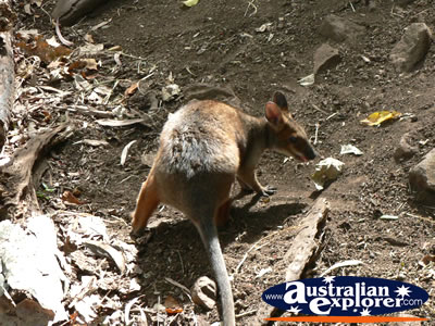 Small Baby Wallaby . . . VIEW ALL WALLAROOS PHOTOGRAPHS