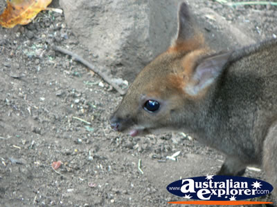 Baby Wallaby Closeup . . . CLICK TO VIEW ALL WALLAROOS POSTCARDS