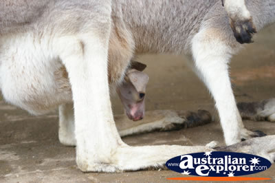 Young Wallaby . . . CLICK TO VIEW ALL WALLAROOS POSTCARDS