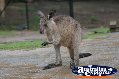 Wild Wallaby . . . CLICK TO VIEW ALL WALLAROOS POSTCARDS