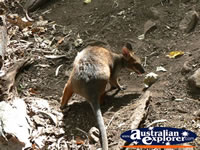 Small Baby Wallaby . . . CLICK TO ENLARGE