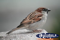Healthy Sparrow . . . CLICK TO ENLARGE