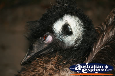 Large Emu . . . CLICK TO VIEW ALL EMUS POSTCARDS