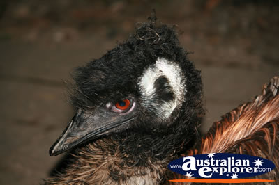 Emu Head . . . CLICK TO VIEW ALL EMUS POSTCARDS
