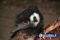 Emu Head . . . CLICK TO ENLARGE