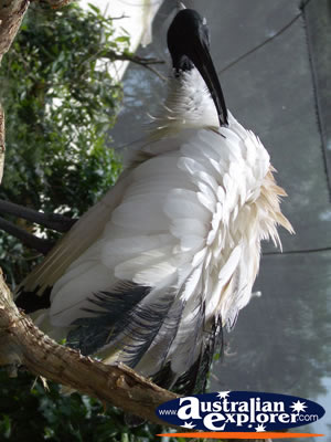 Ibis with Ruffled Feathers . . . CLICK TO VIEW ALL BIRDS FEEDING POSTCARDS