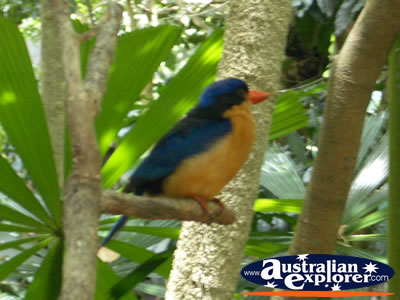 Plump Blue and Yellow Bird . . . CLICK TO VIEW ALL BIRDS FEEDING POSTCARDS