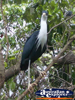 Tall Bird Climbing a Tree . . . CLICK TO VIEW ALL BIRDS FEEDING POSTCARDS
