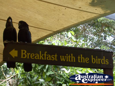 Bird Breakfast Black Cockatoos . . . CLICK TO VIEW ALL COCKATOOS POSTCARDS