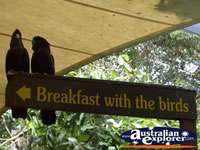 Bird Breakfast Black Cockatoos . . . CLICK TO ENLARGE