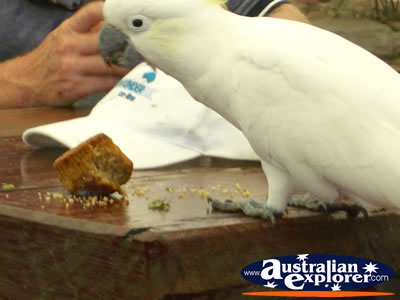 Bird Breakfast White Cockatoo . . . CLICK TO VIEW ALL COCKATOOS POSTCARDS