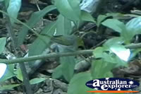 Bird Camouflaged in Plants . . . CLICK TO ENLARGE