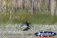 Black Cormorant . . . CLICK TO ENLARGE