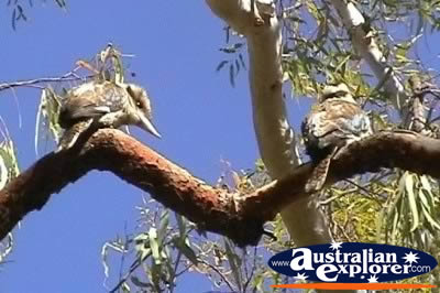 Pair of Blue Winged Kookaburras . . . VIEW ALL LAUGHING KOOKABURRAS PHOTOGRAPHS