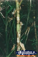 Boyds Rainforest Dragon Climbing a Branch . . . CLICK TO ENLARGE