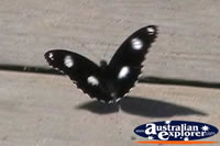 Black and White Spotted Butterfly . . . CLICK TO ENLARGE