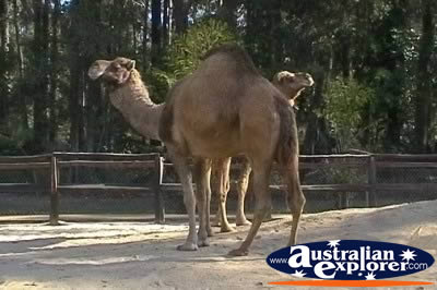 Pair of Camels . . . CLICK TO VIEW ALL CAMELS POSTCARDS