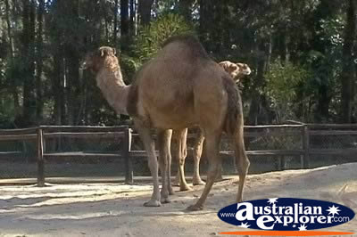 Camels . . . CLICK TO VIEW ALL CAMELS POSTCARDS