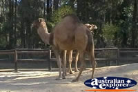 Camels . . . CLICK TO ENLARGE