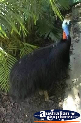 Cassowary Close Up . . . CLICK TO VIEW ALL CASSOWARIES POSTCARDS