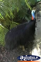 Cassowary Close Up . . . CLICK TO ENLARGE