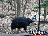 Cassowary in it's cage . . . CLICK TO ENLARGE