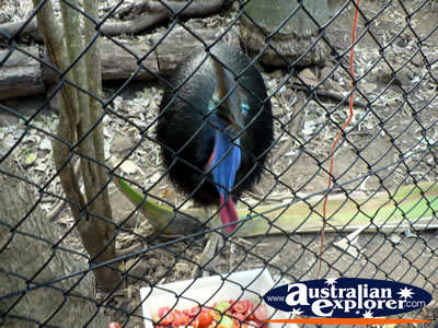 Cassowary Ready to eat . . . CLICK TO VIEW ALL CASSOWARIES POSTCARDS