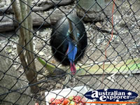 Cassowary Ready to eat . . . CLICK TO ENLARGE