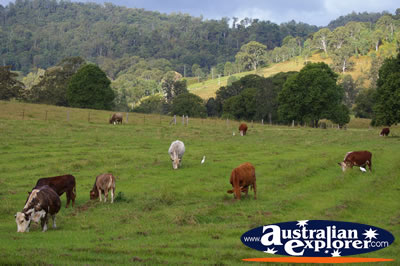 Cows Grazing . . . CLICK TO VIEW ALL COWS POSTCARDS