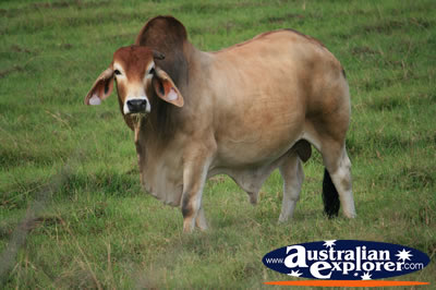 Zebu Bull . . . CLICK TO VIEW ALL COWS POSTCARDS