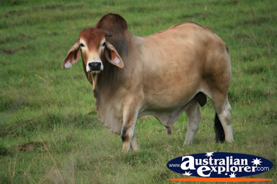 Australian Zebu Bull . . . CLICK TO VIEW ALL COWS POSTCARDS