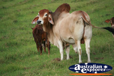 Back of Zebu Bull . . . CLICK TO VIEW ALL COWS POSTCARDS