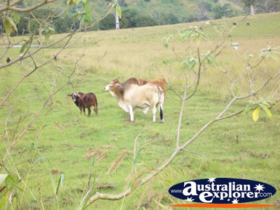 Zebu Grazing . . . CLICK TO VIEW ALL COWS POSTCARDS