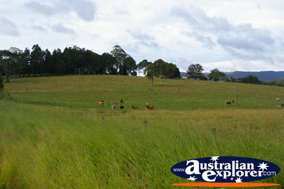 Grazing Cows . . . CLICK TO VIEW ALL COWS POSTCARDS