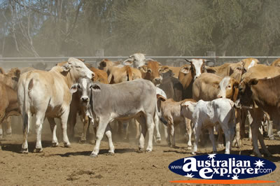 A group of Cows and Calfs . . . CLICK TO VIEW ALL COWS POSTCARDS
