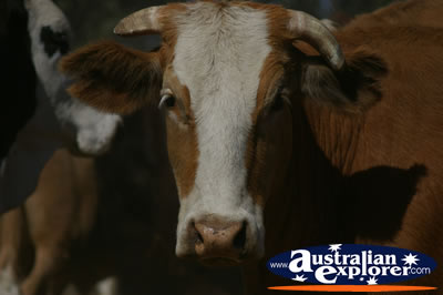 Large Brown Cow . . . CLICK TO VIEW ALL COWS POSTCARDS