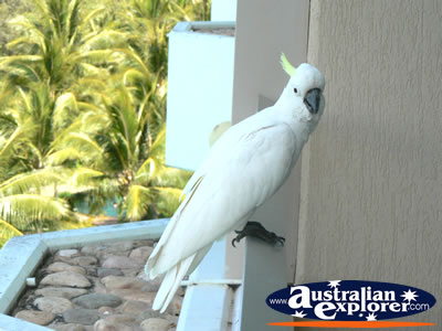 Cockatoo on Balcony in Hamilton Island . . . VIEW ALL COCKATOOS PHOTOGRAPHS