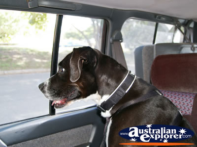 Dog in Car . . . CLICK TO VIEW ALL DOGS POSTCARDS
