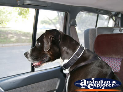 Dog in Car . . . VIEW ALL DOGS PHOTOGRAPHS