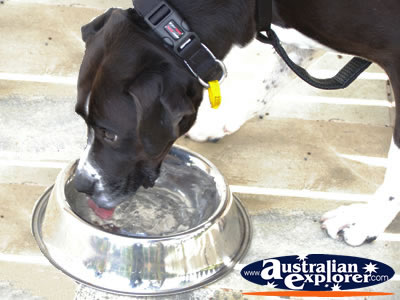 Dog drinking from his water bowl . . . CLICK TO VIEW ALL DOGS POSTCARDS