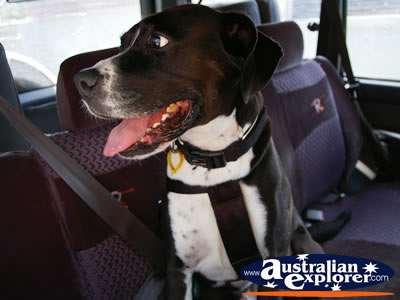 Dog safe in his harness . . . CLICK TO VIEW ALL DOGS POSTCARDS